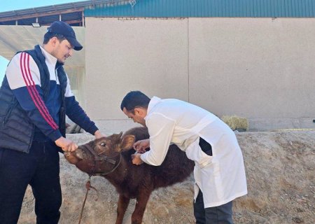 Ellikqala rayonında qıshıma qotır keselligin emlew hám aldın alıw boyınsha ilajlar alıp barılmaqta